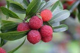 Bayberry Morella rubra seeds for aromatic garden